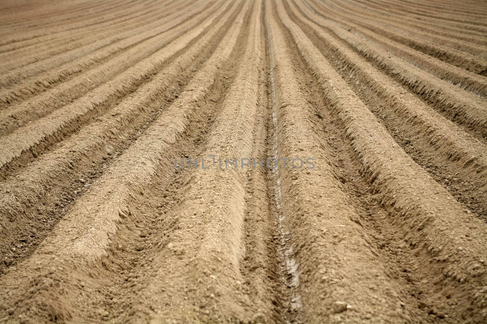 Accurately made furrows in a field for carrot cultivation