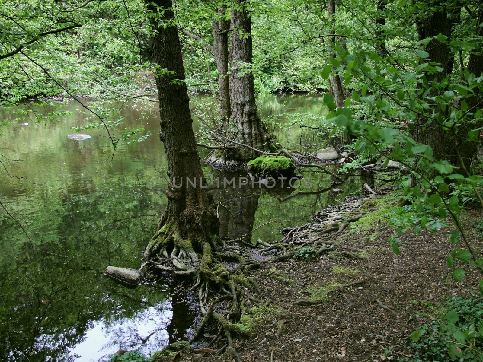 The Schwentine Valley is one of the most beautiful river landscapes in the Kiel area. Lined with high hills with forests,it forms a remarkable floodplain landscape. It is a refuge for flora and fauna. Numerous bats and also the kingfisher are h