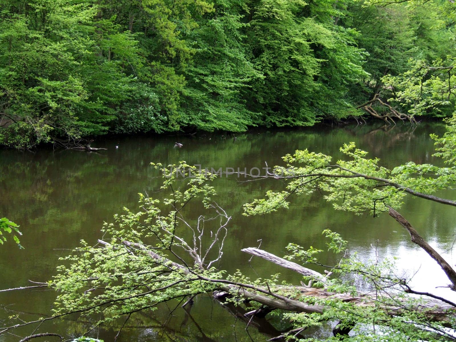 Fallen trees in the Schwentine Valley
