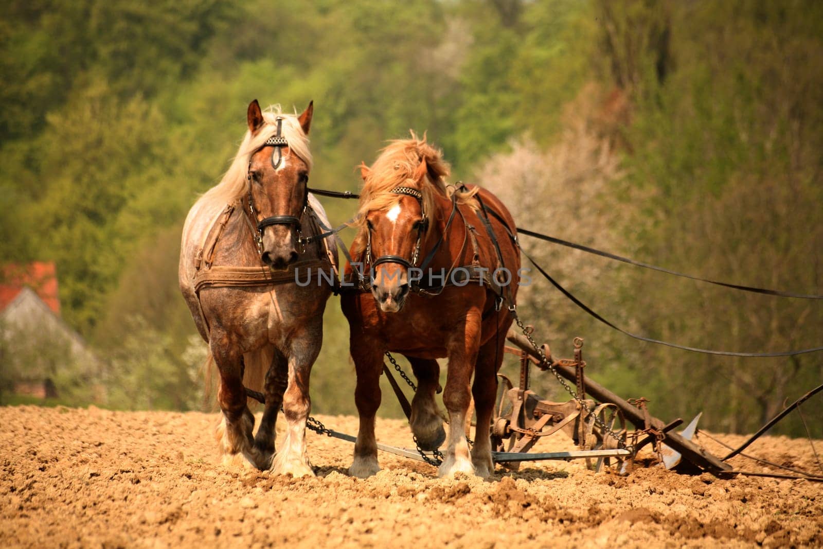 Nostalgic tillage with two magnificent cold-blooded horses