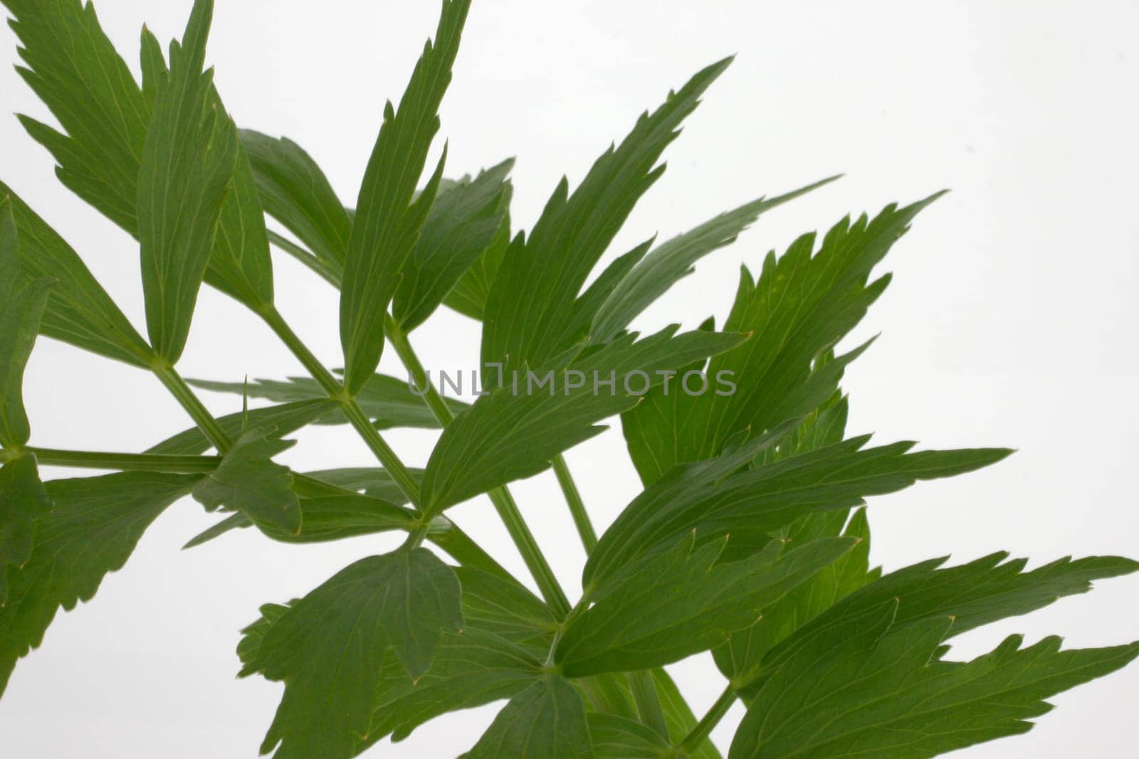 Lovage Maggi herb