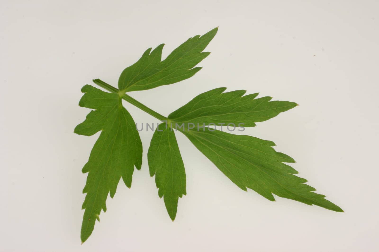 Lovage
