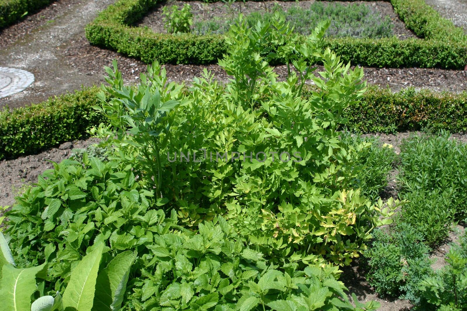 Lovage Maggi herb