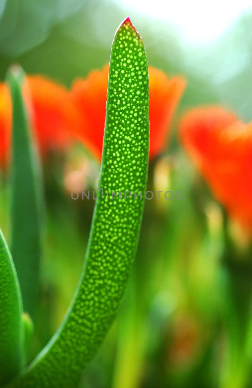 Chlorophyll