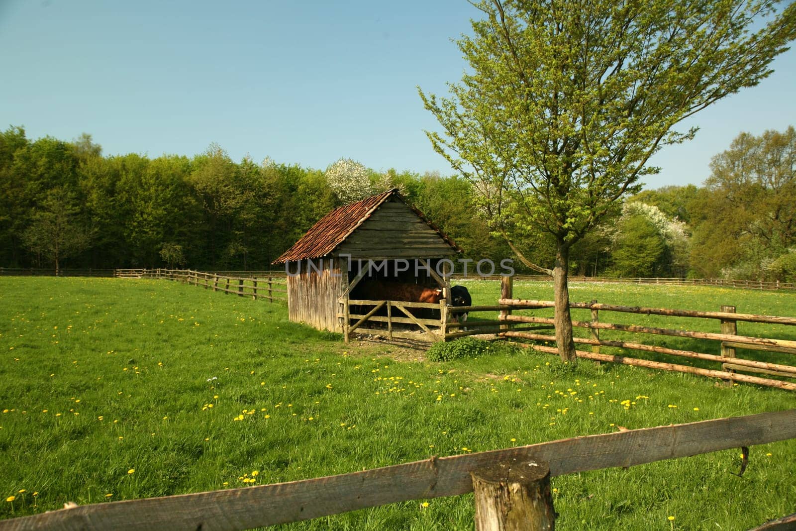 Pasture with stable and cows