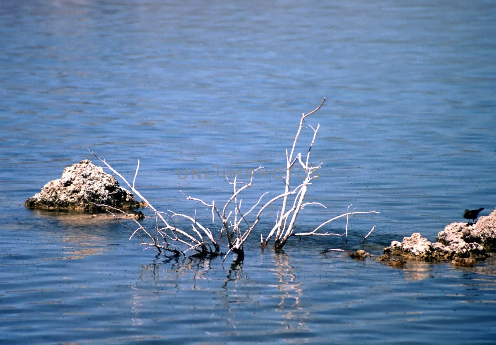A barren life