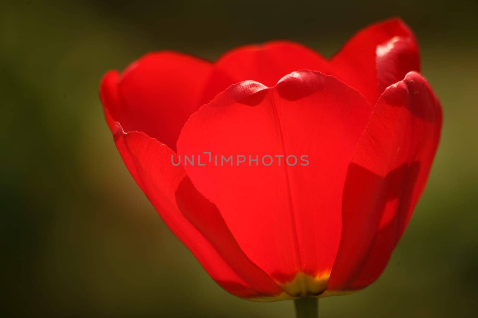 Red garden tulip in backlight
