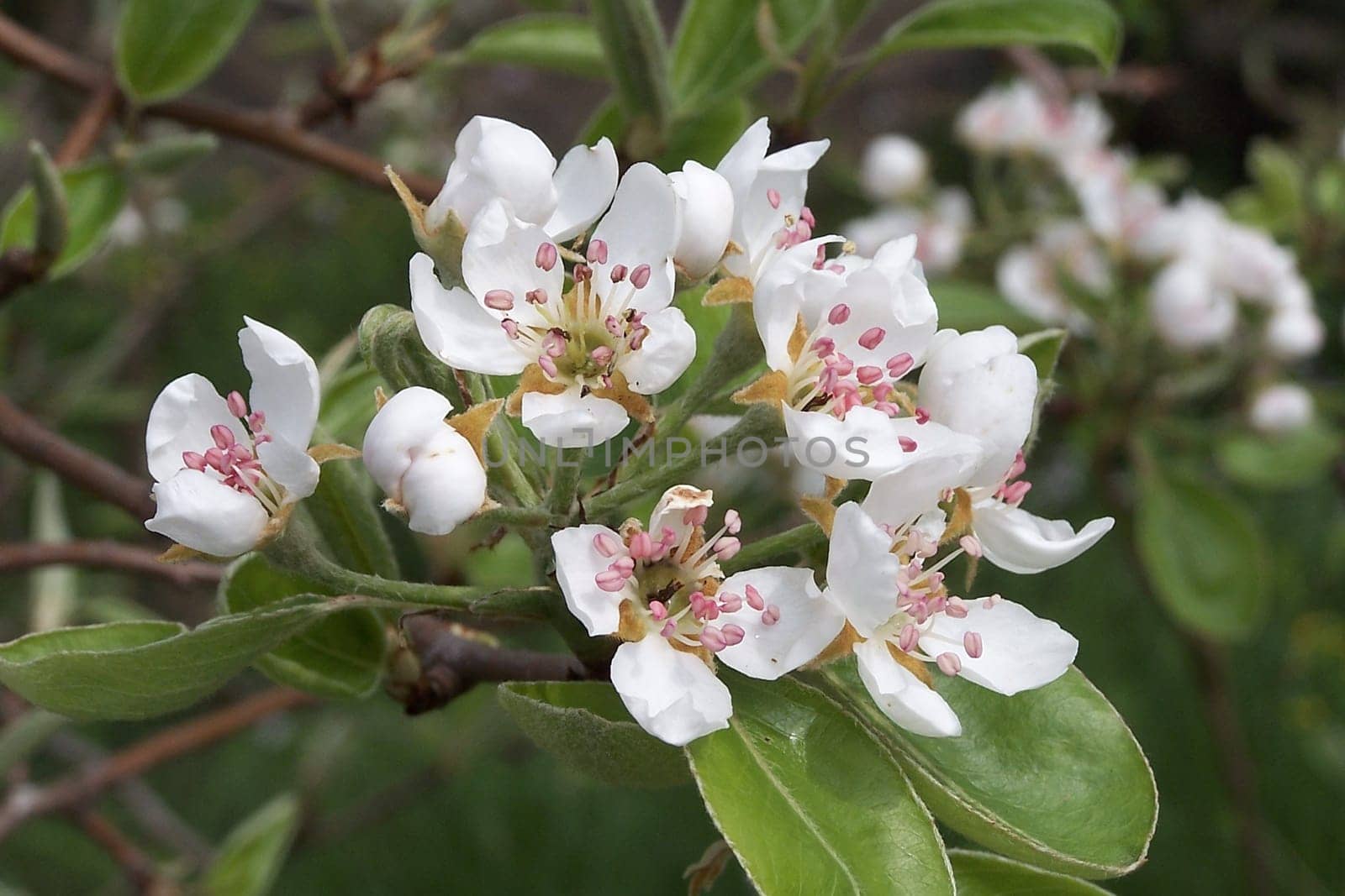 Fruit tree blossom