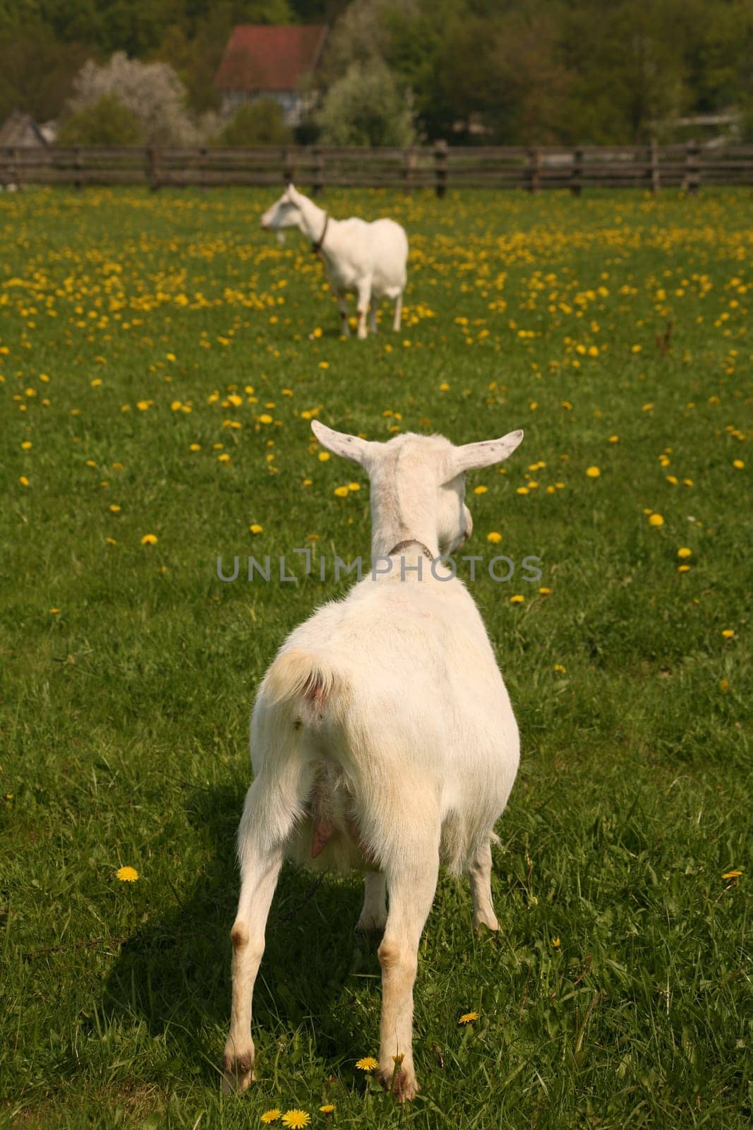 White German goat on a dandelion willow
