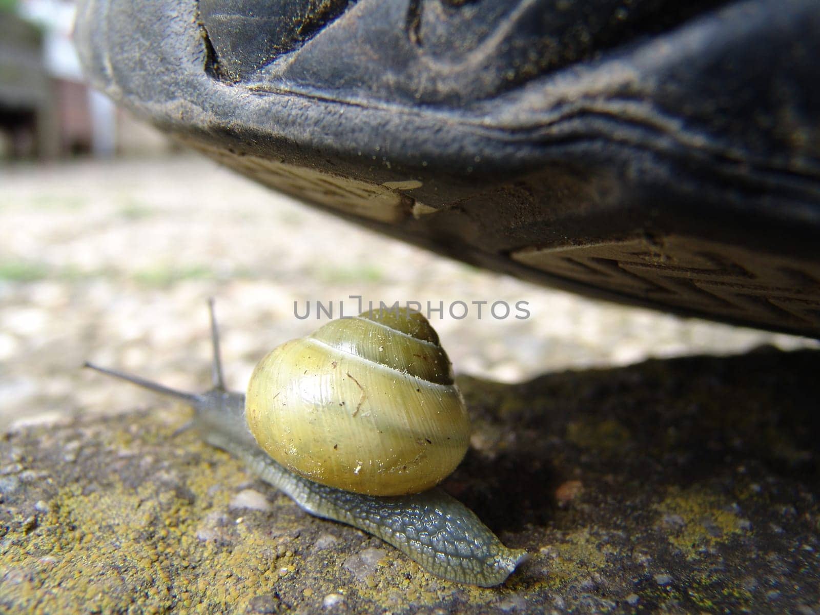 Snail
