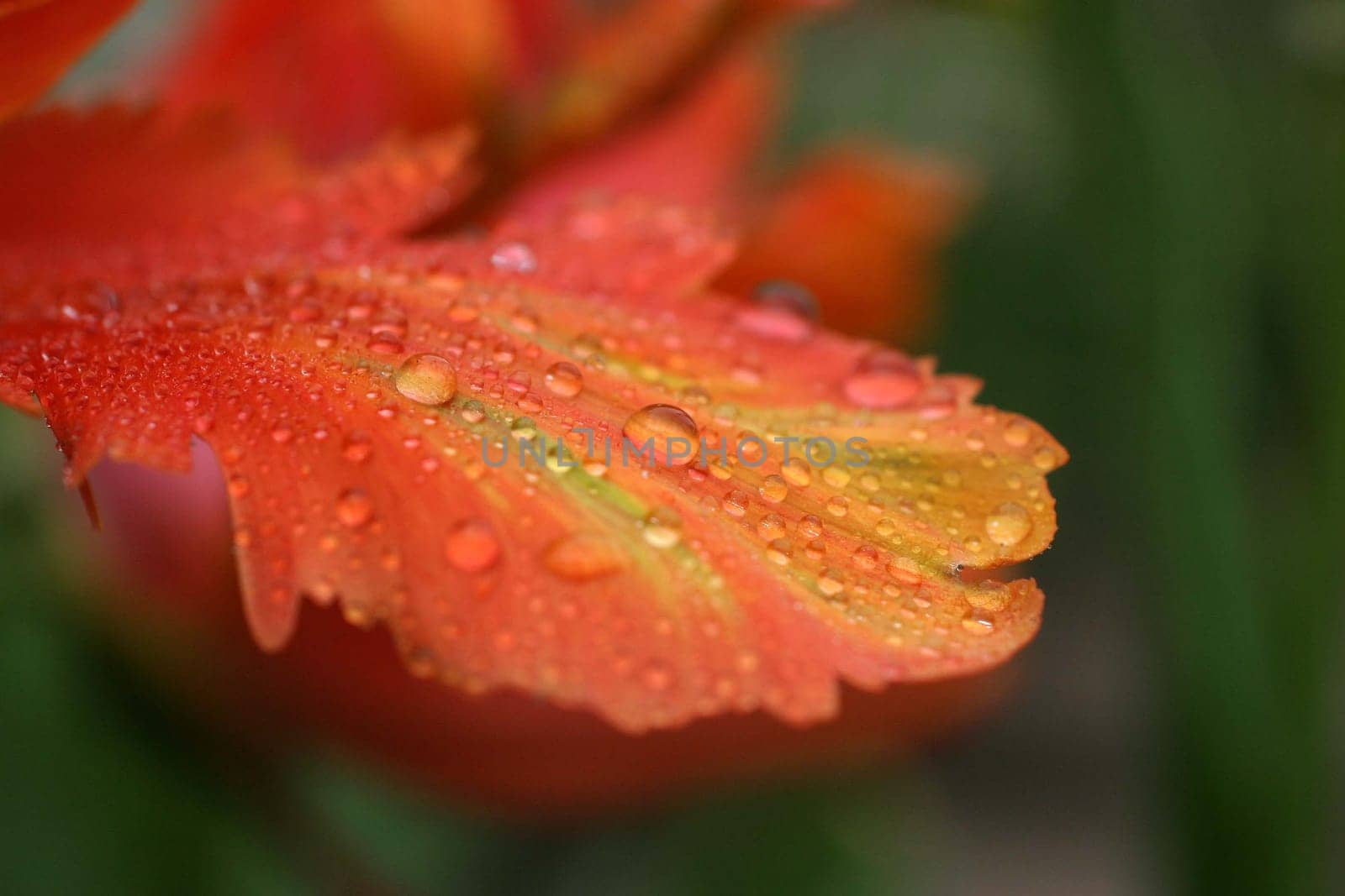 DROP