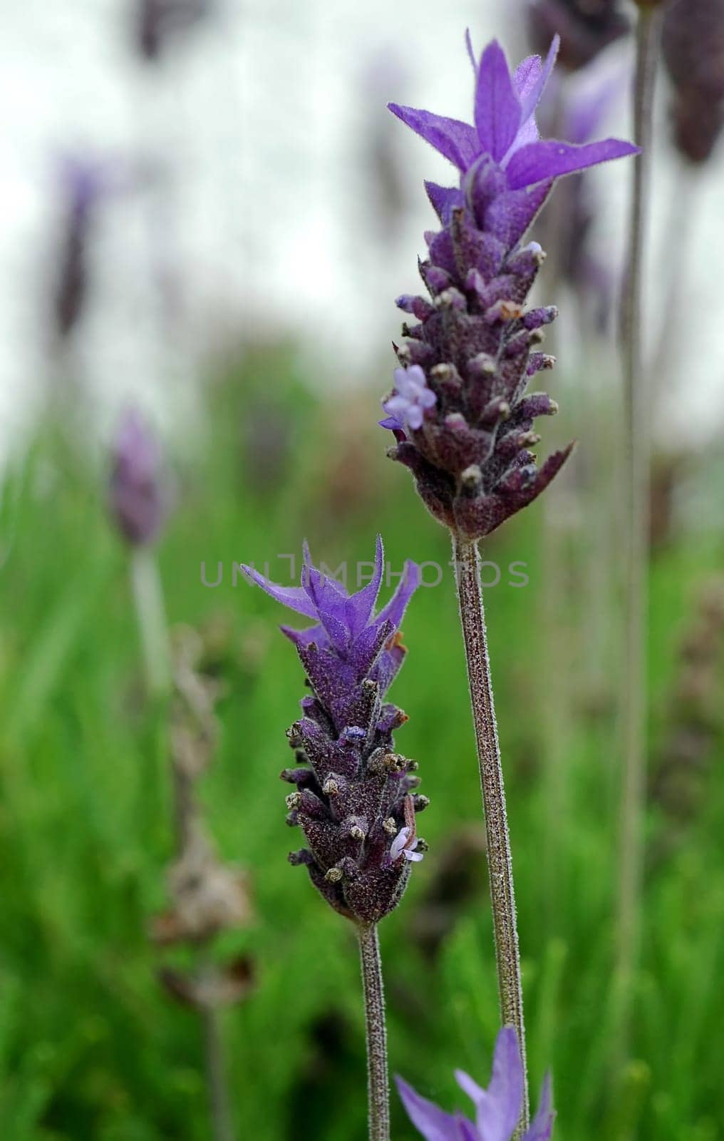 Lavender