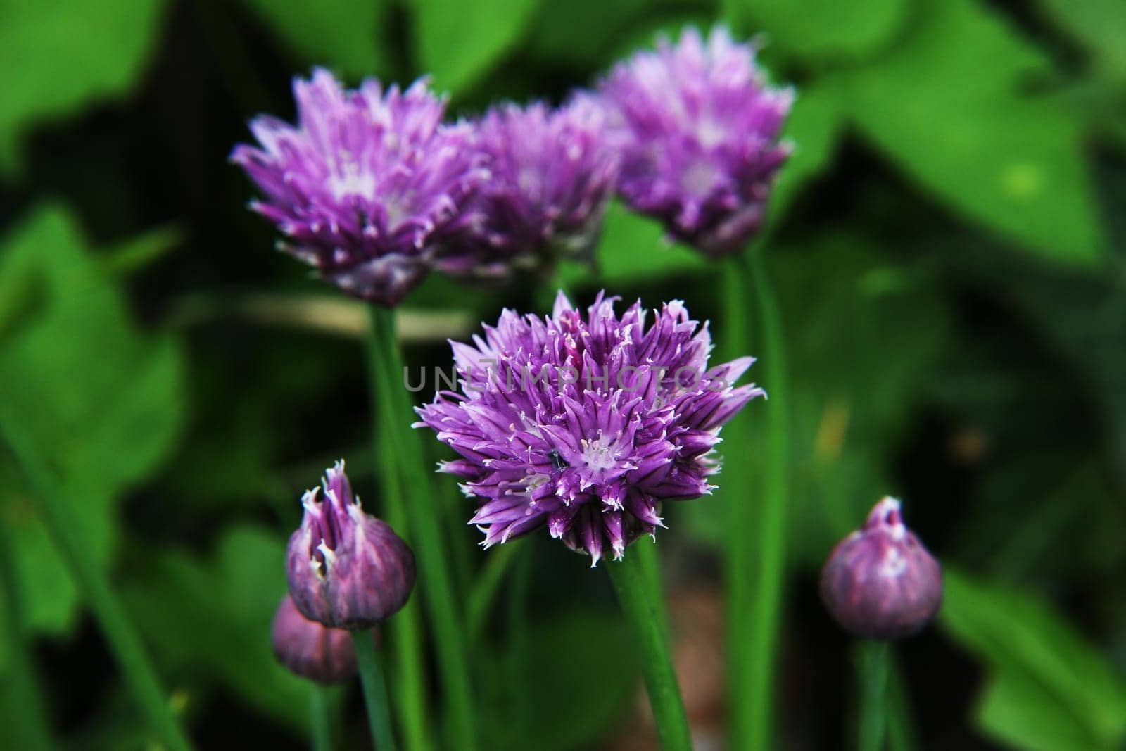 Chives
