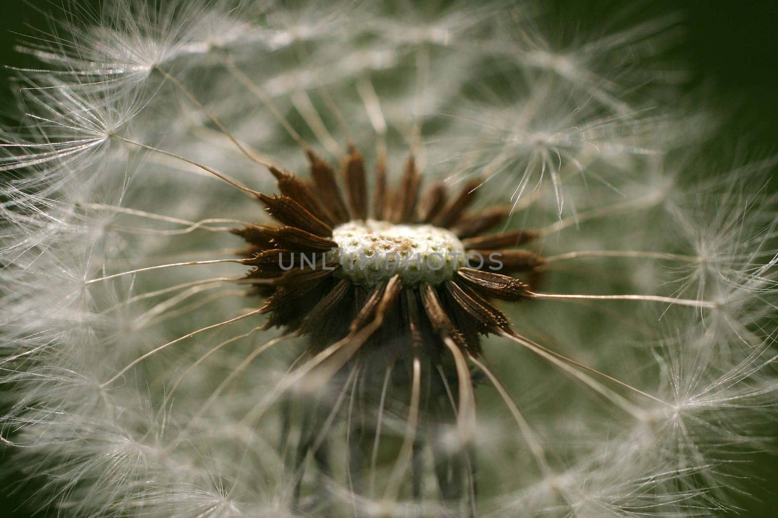 dandelion