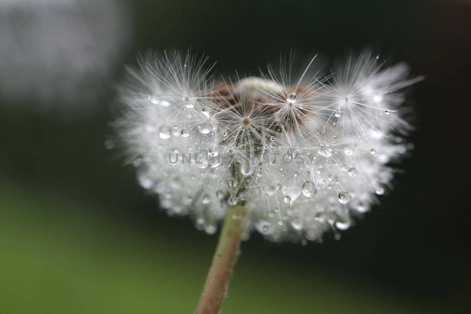 Dandelion