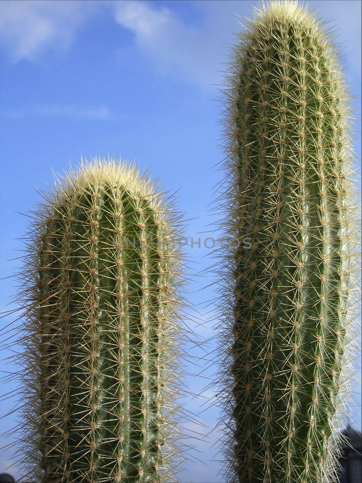 Desert Duo