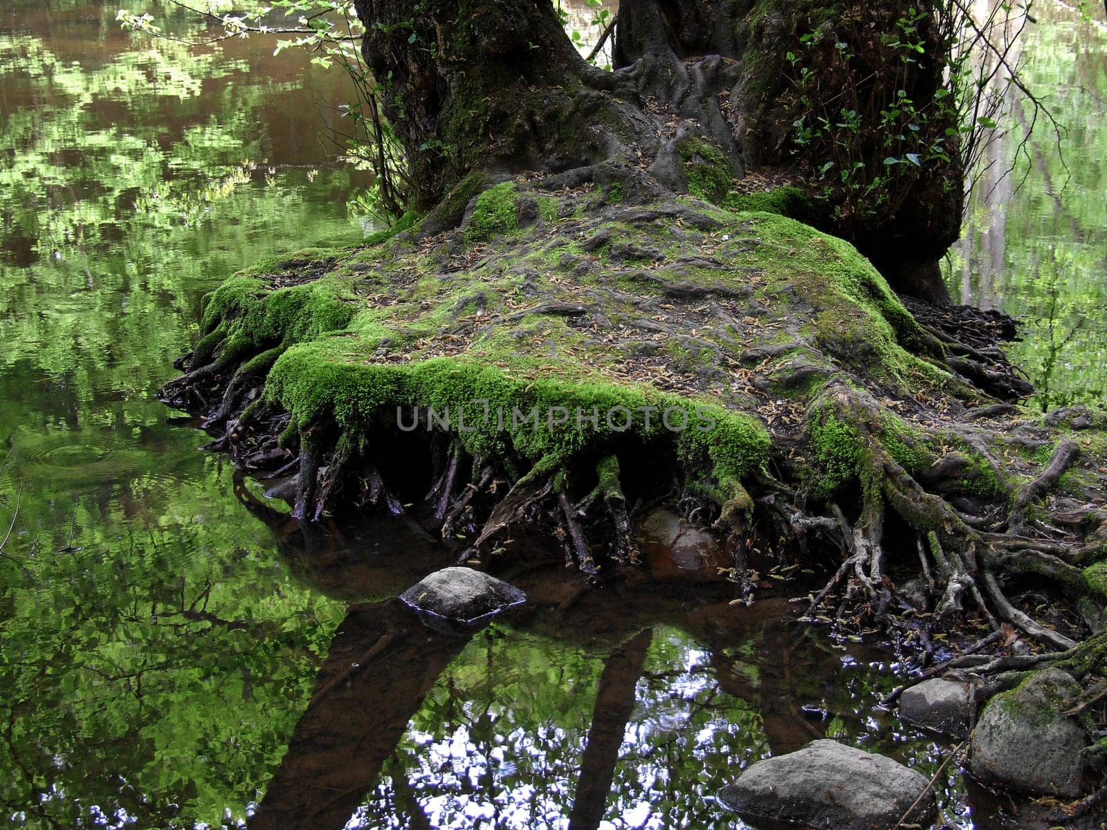Mossy