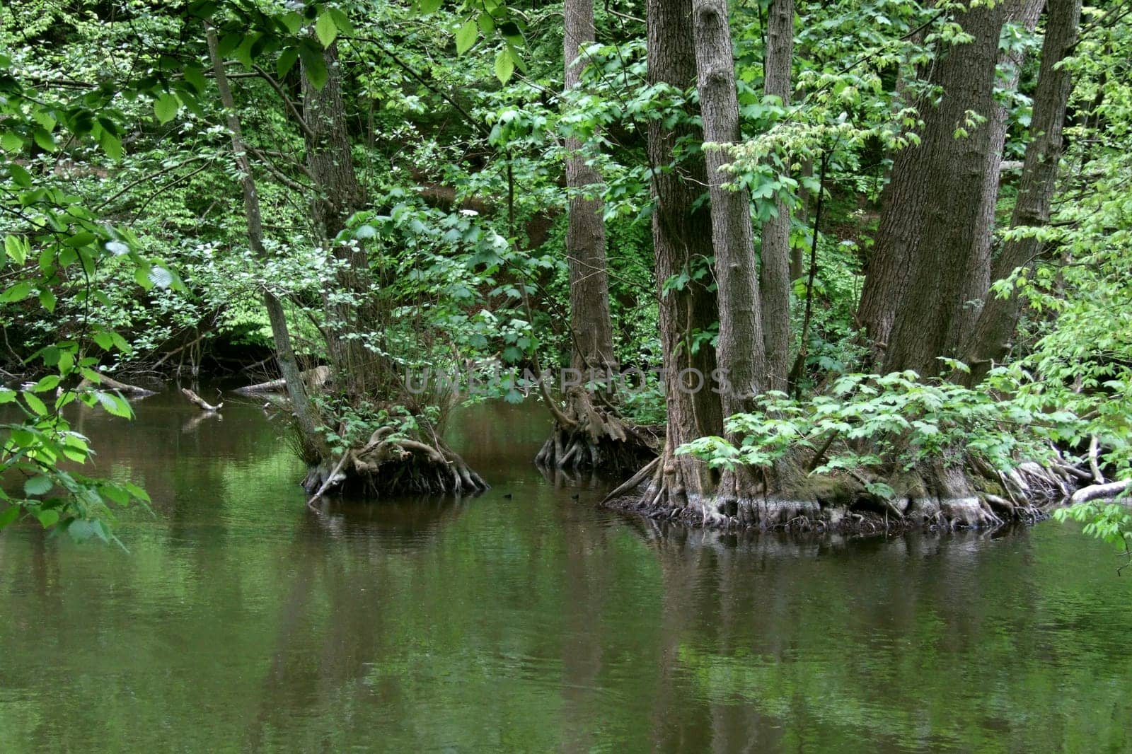 Root system 3