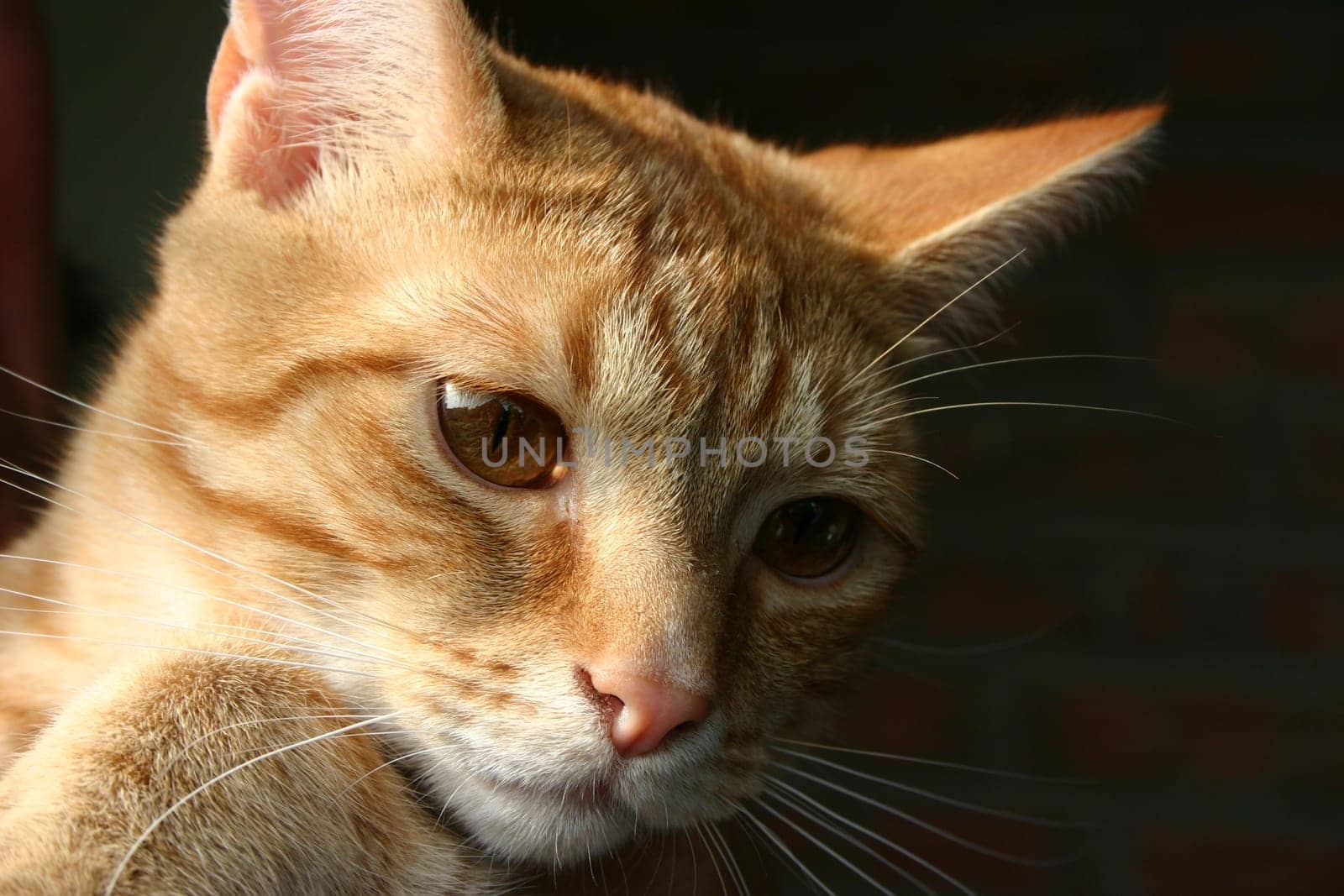 This is Putzi,a friend's cat in close-up. That's why one ear is intentionally not quite on it...