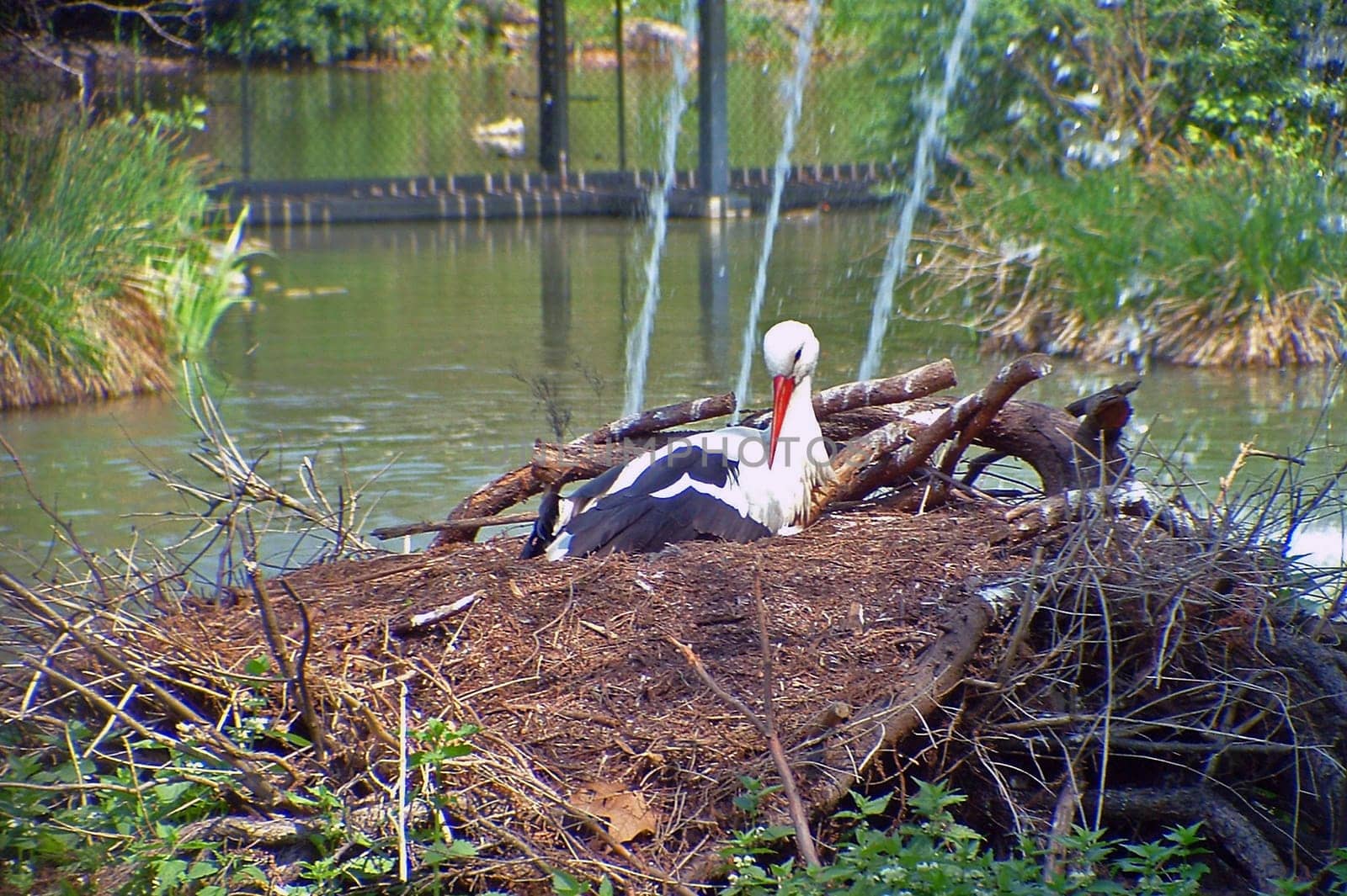 White stork