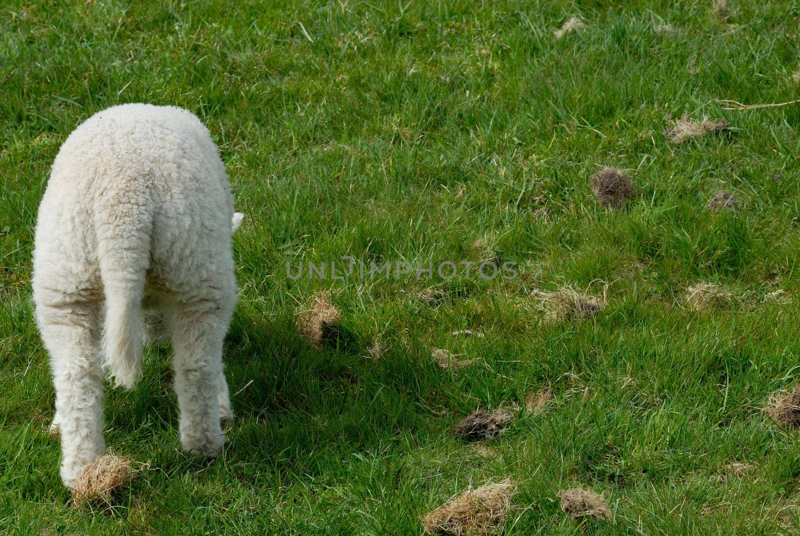 Lamb on Hallig Hooge,Germany