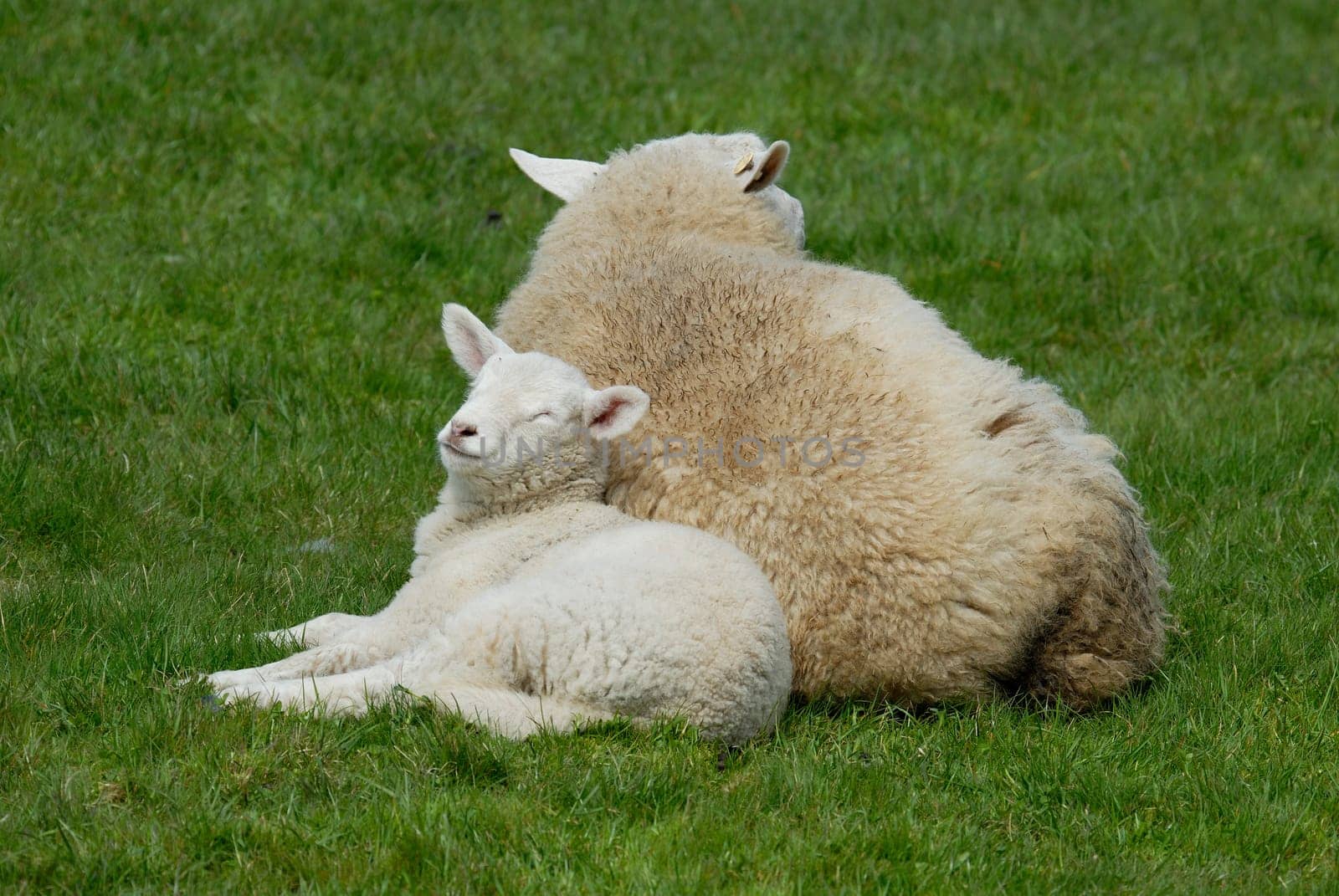 Lamb on Hallig Hooge,Germany