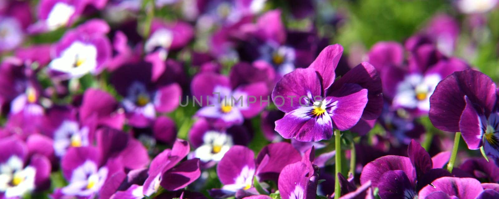 Horned pansy