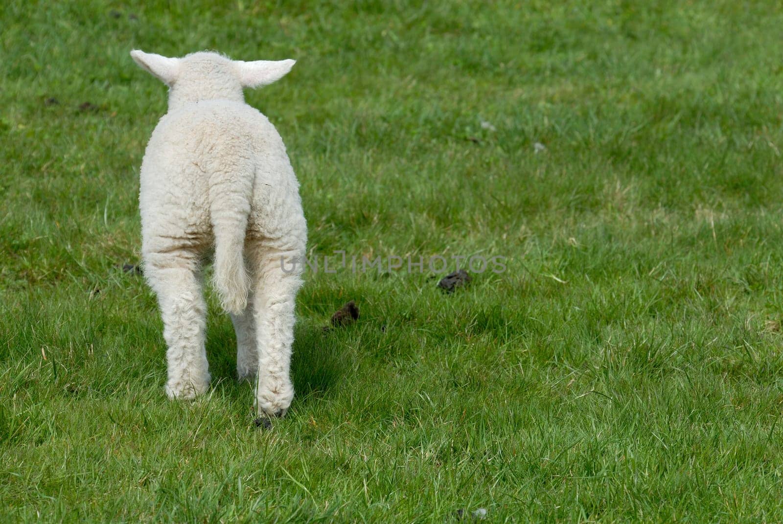 Lamb on Hallig Hooge,Germany
