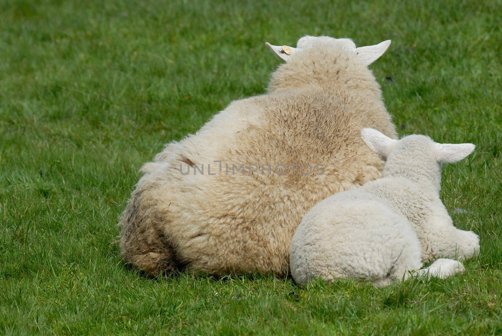 Sheep and lamb on Hallig Hooge,Germany