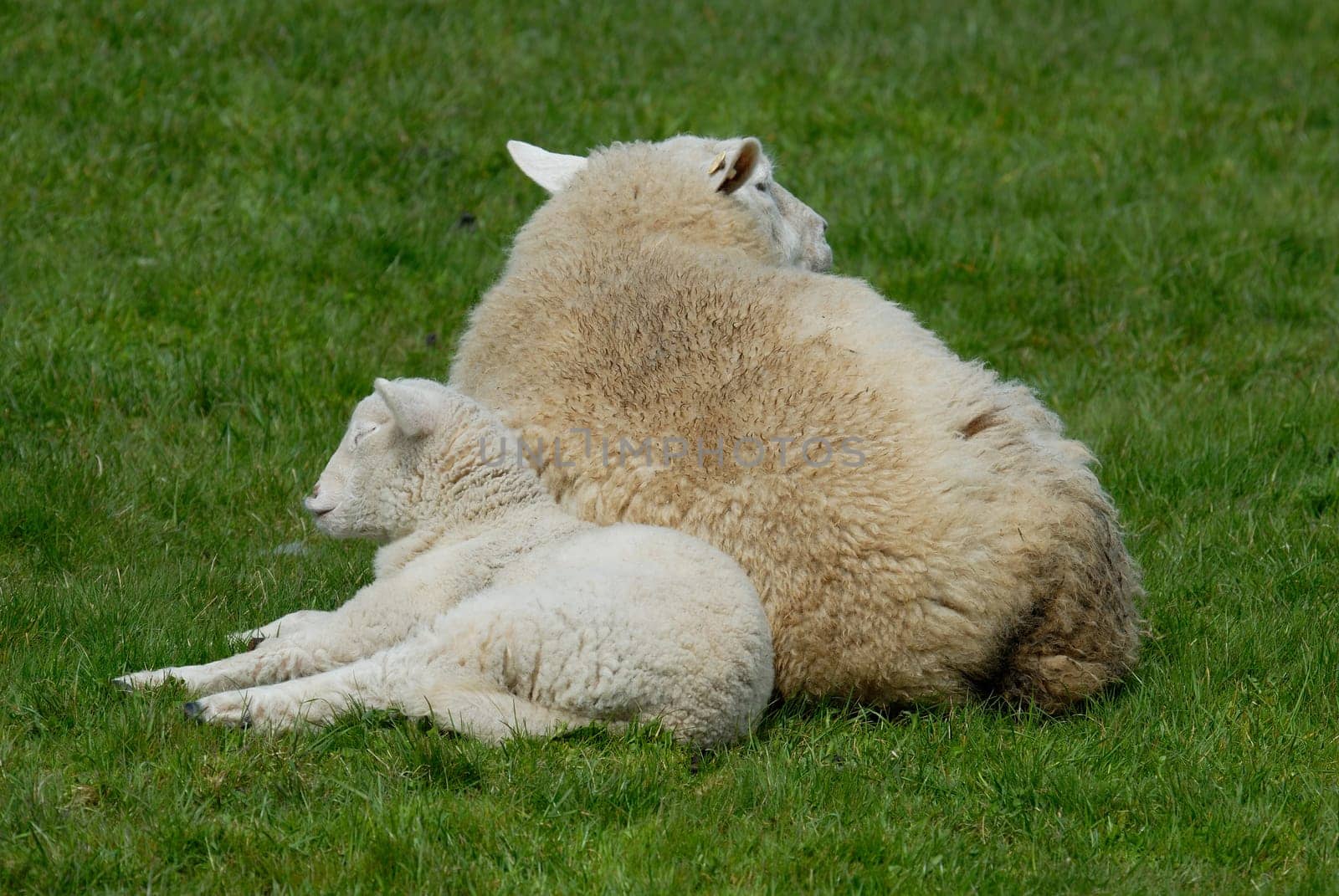 Sheep and lamb on Hallig Hooge,Germany