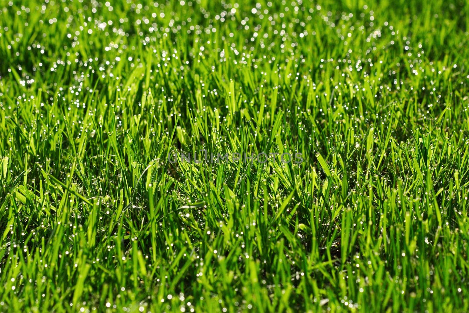 Morning dew