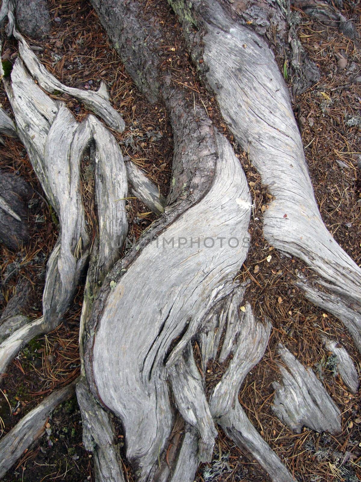 Root