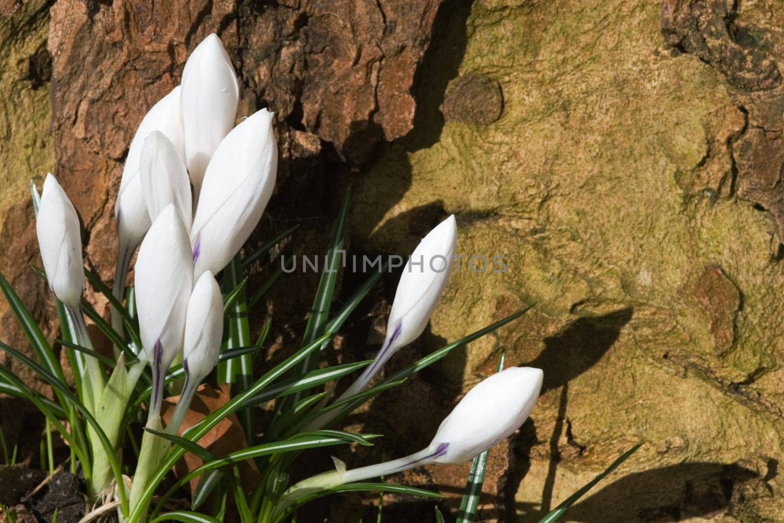 White crocuses in front of a tree