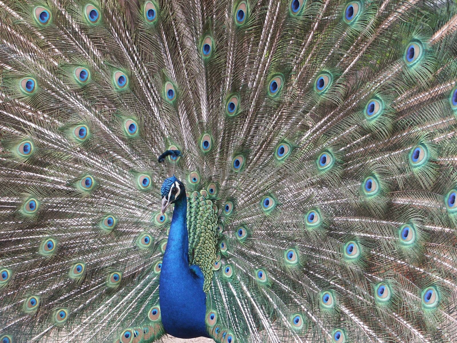 Peacock beats wheel