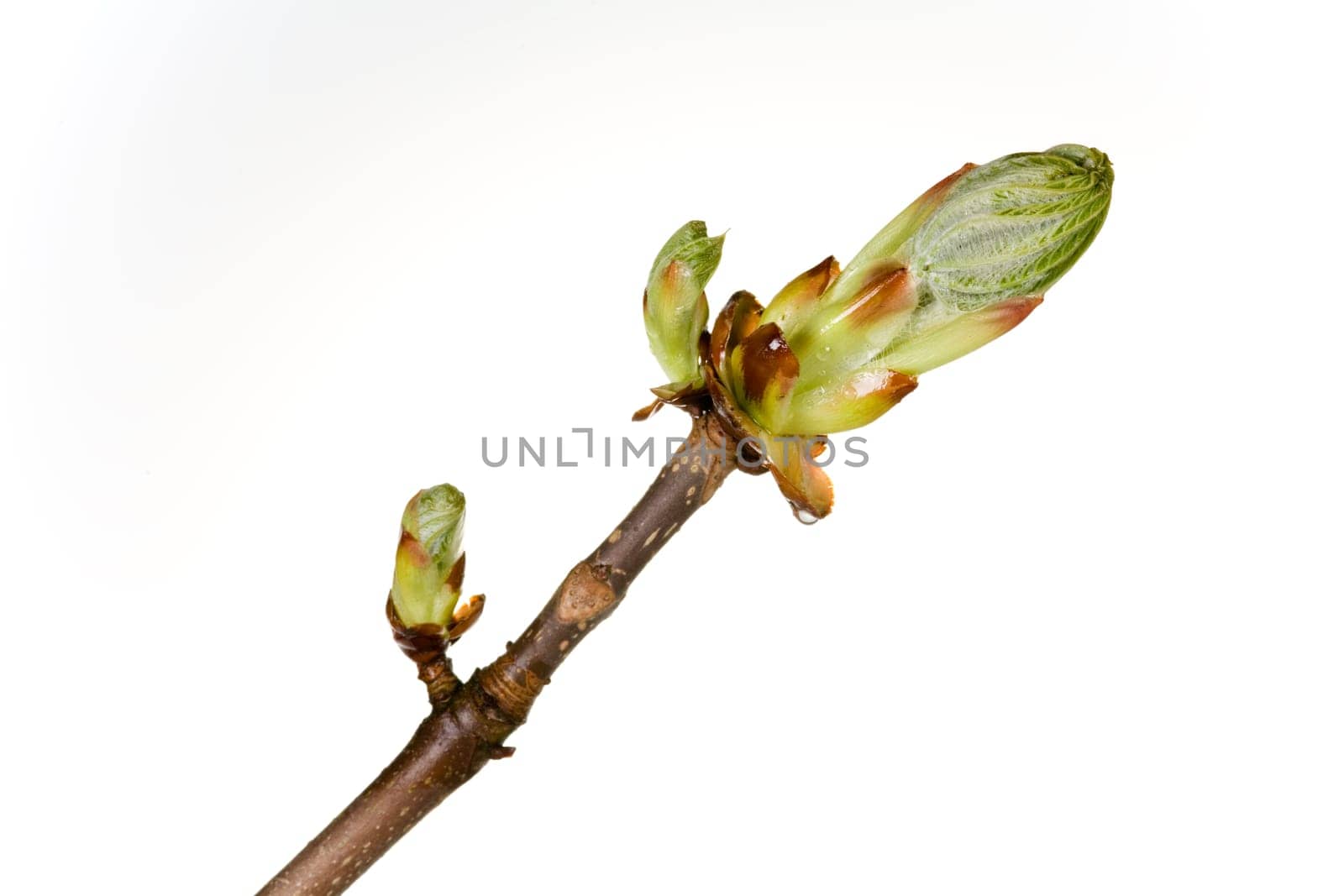 Branch of a chestnut tree with buds