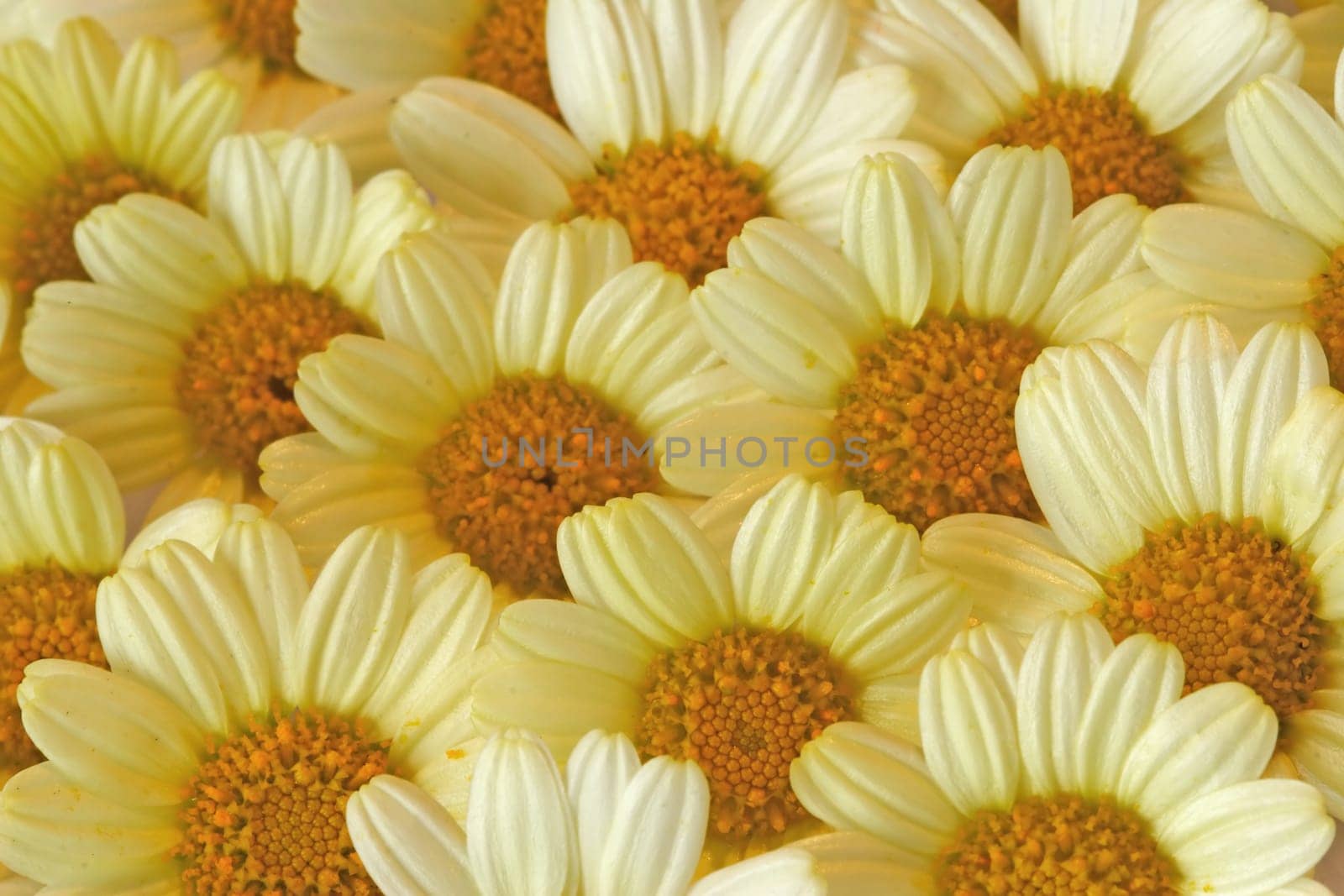 Floral texture