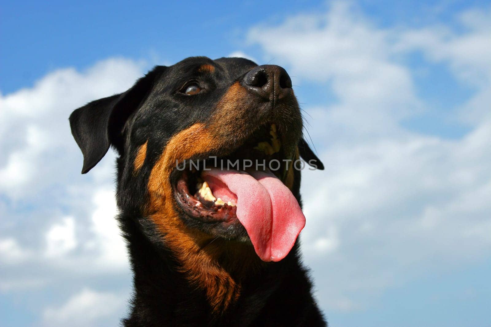 Rottweiler in the open air