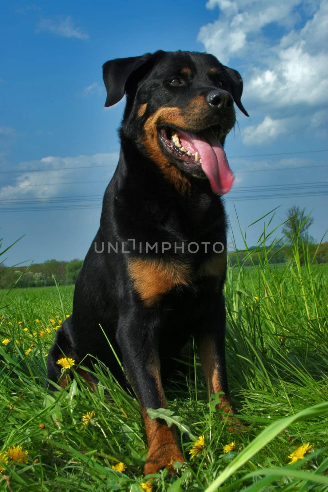 This is my meadow