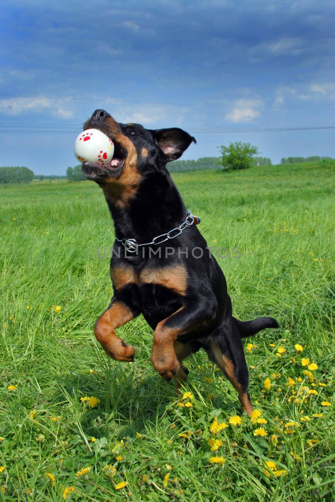The Rottweiler lady Jule von Kalenborn can currently be seen with yours truly every Tuesday at 9.10 p.m. on VOX at TOP DOG - Deutschland sucht den Superhund.