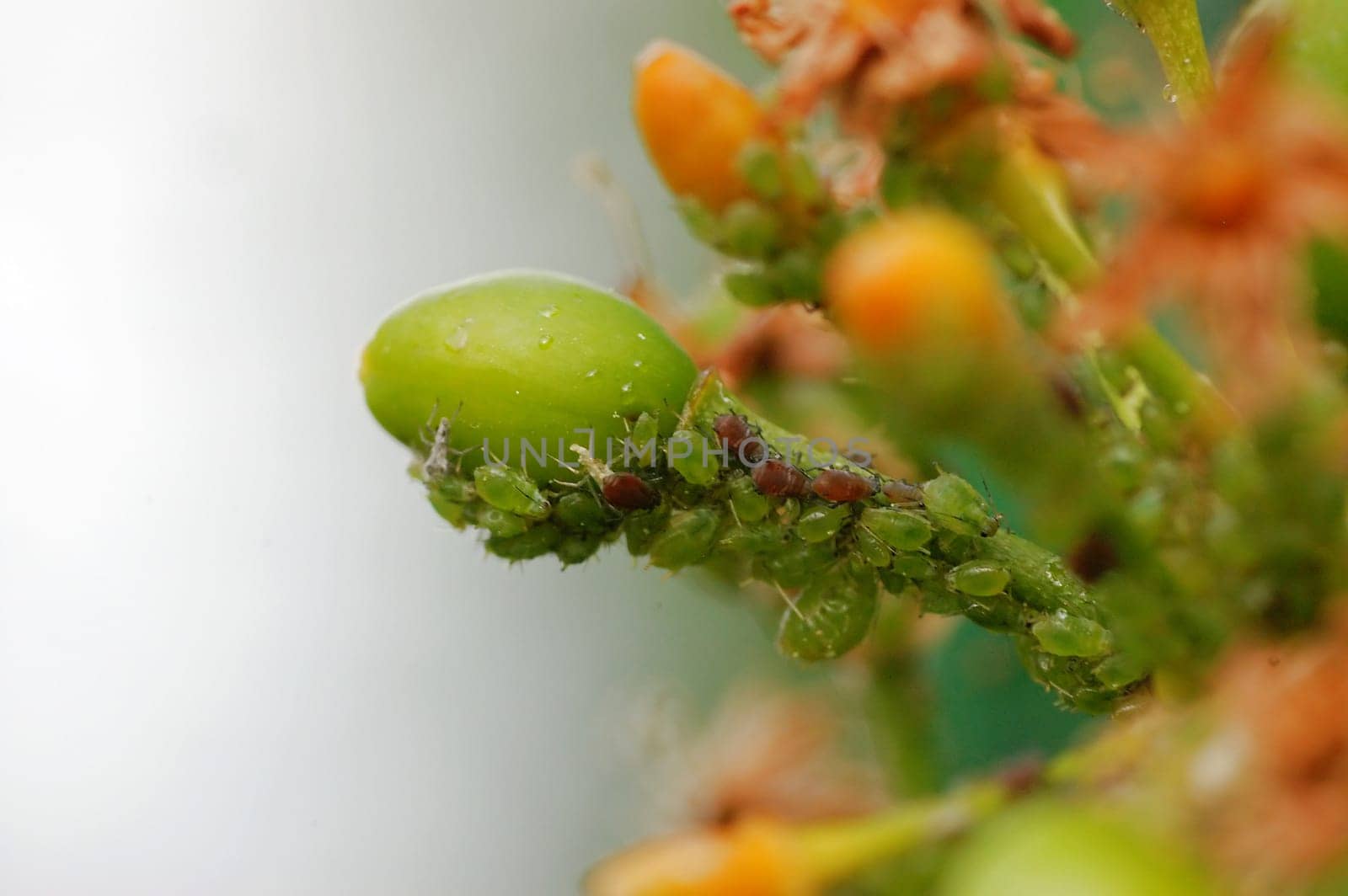 Aphids