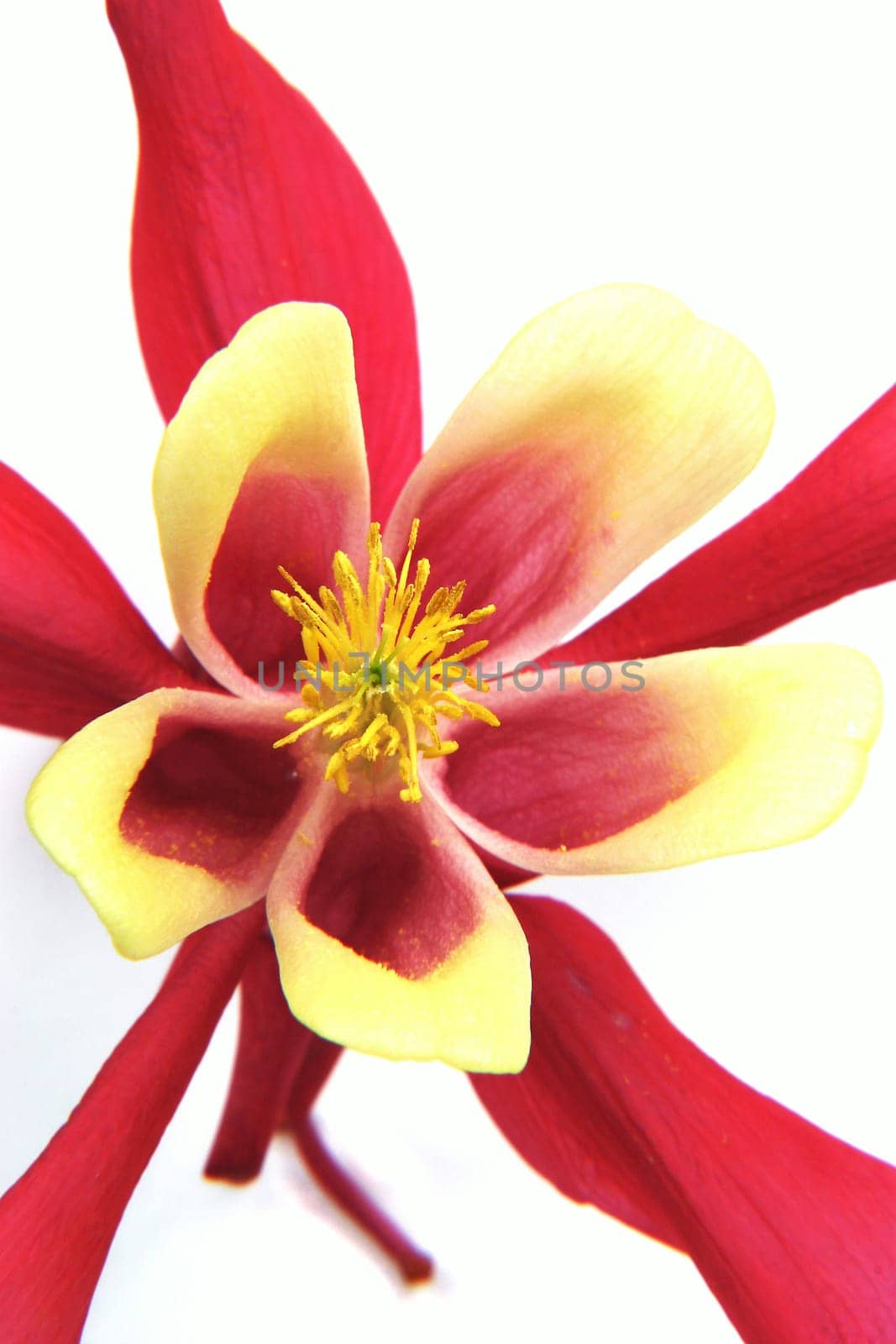 Columbine
