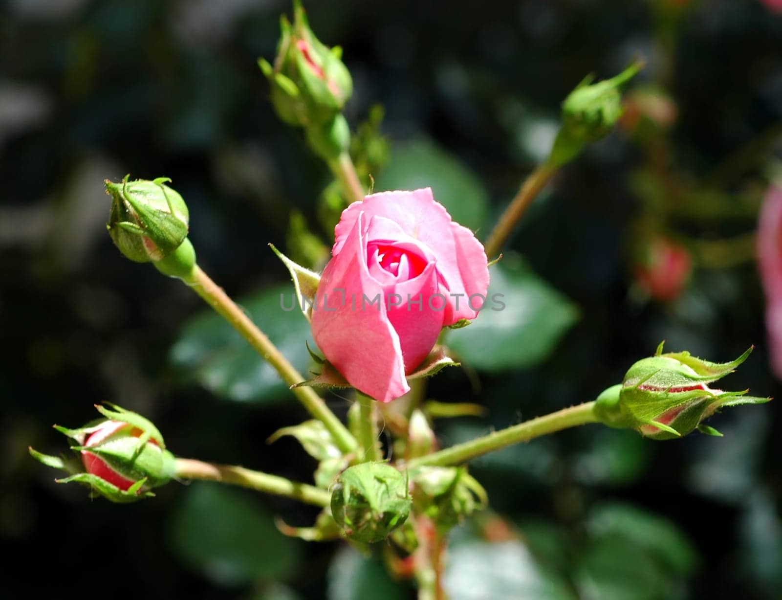 Rose Star