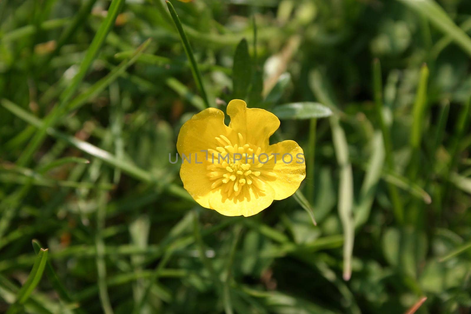 Buttercup