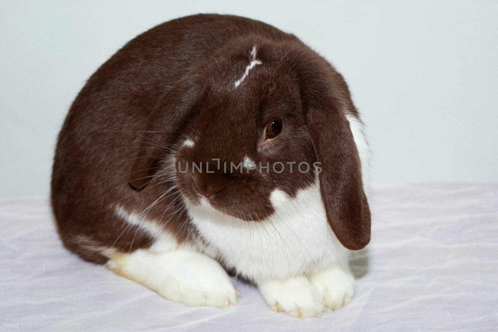 Rolf Ralf is our new addition to the family. Dwarf ram Havanaschecke new breed. Name by Till