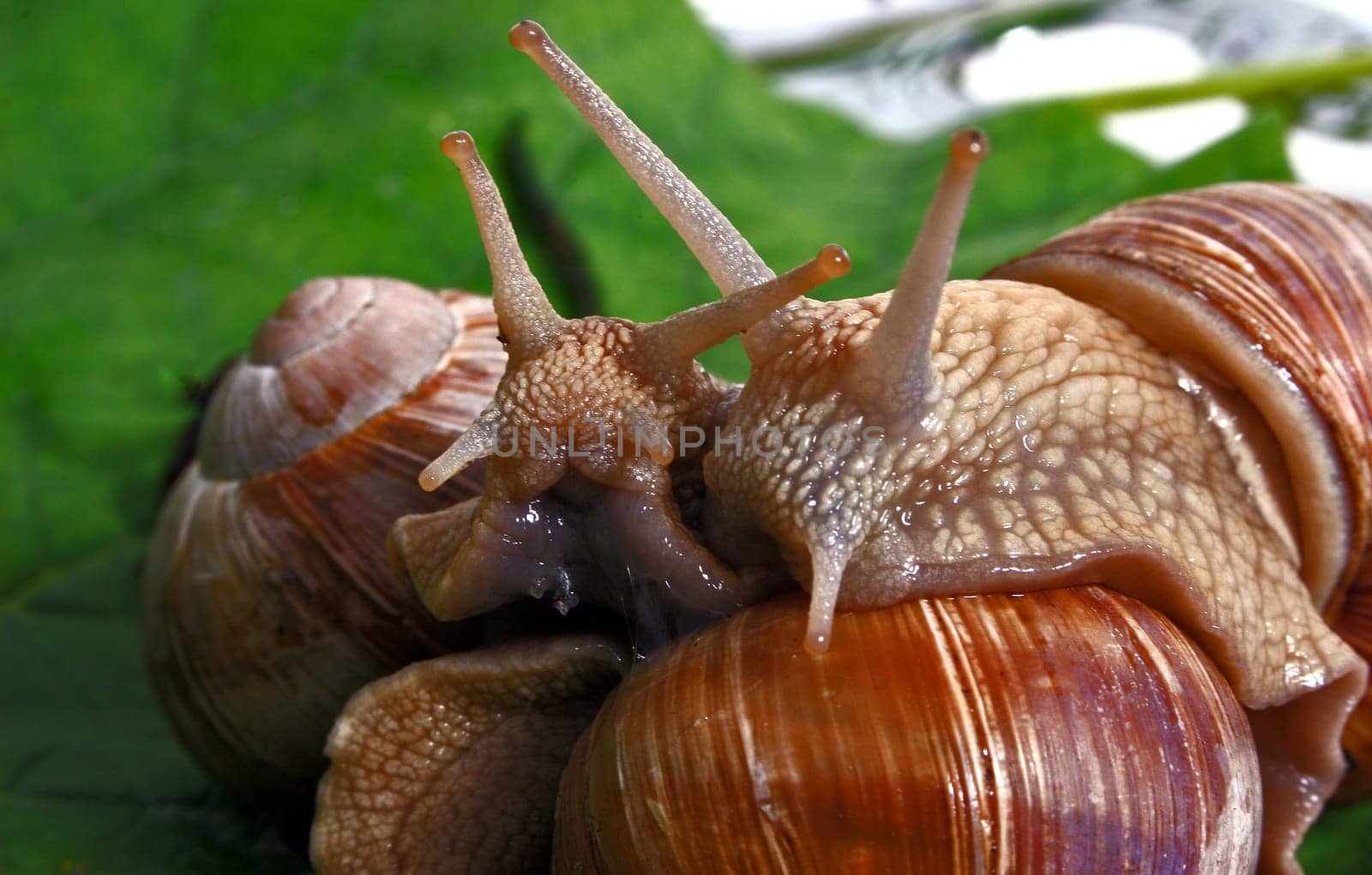 Pair of snails