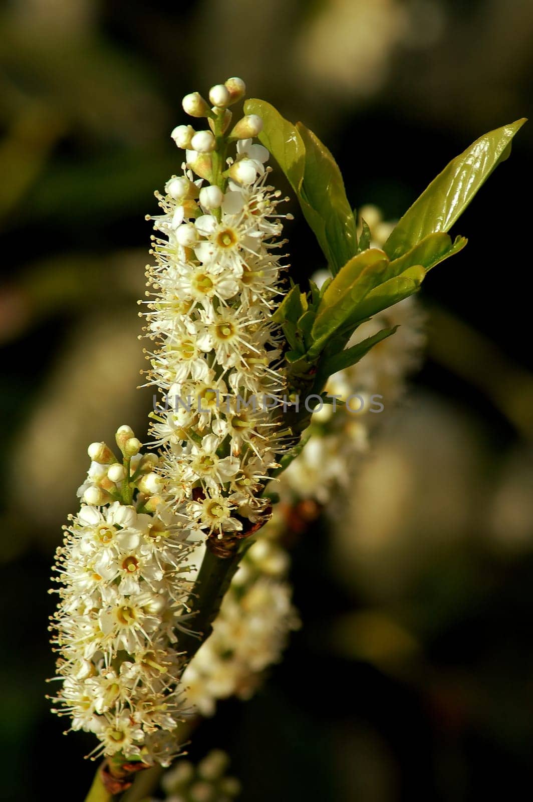 Cherry laurel