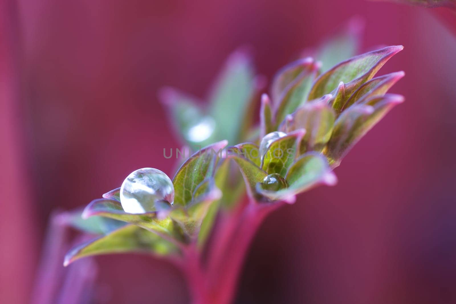 A young shoot of a watery heart,on the leaves of which there are drops