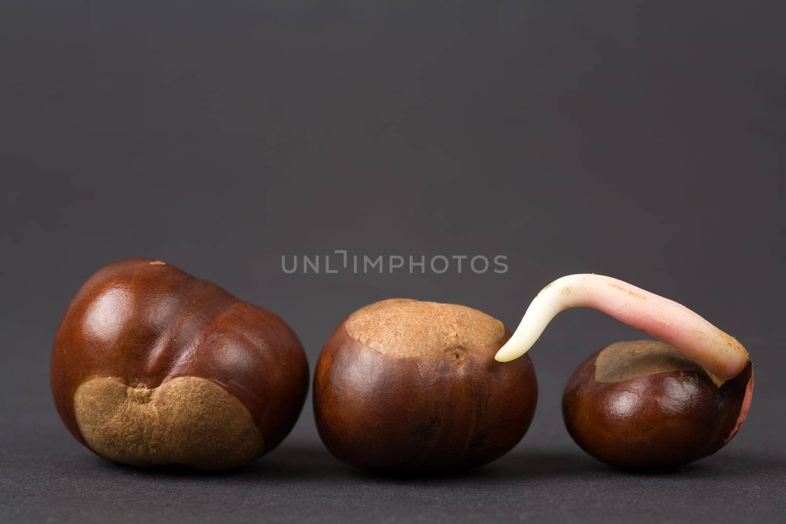 chestnuts