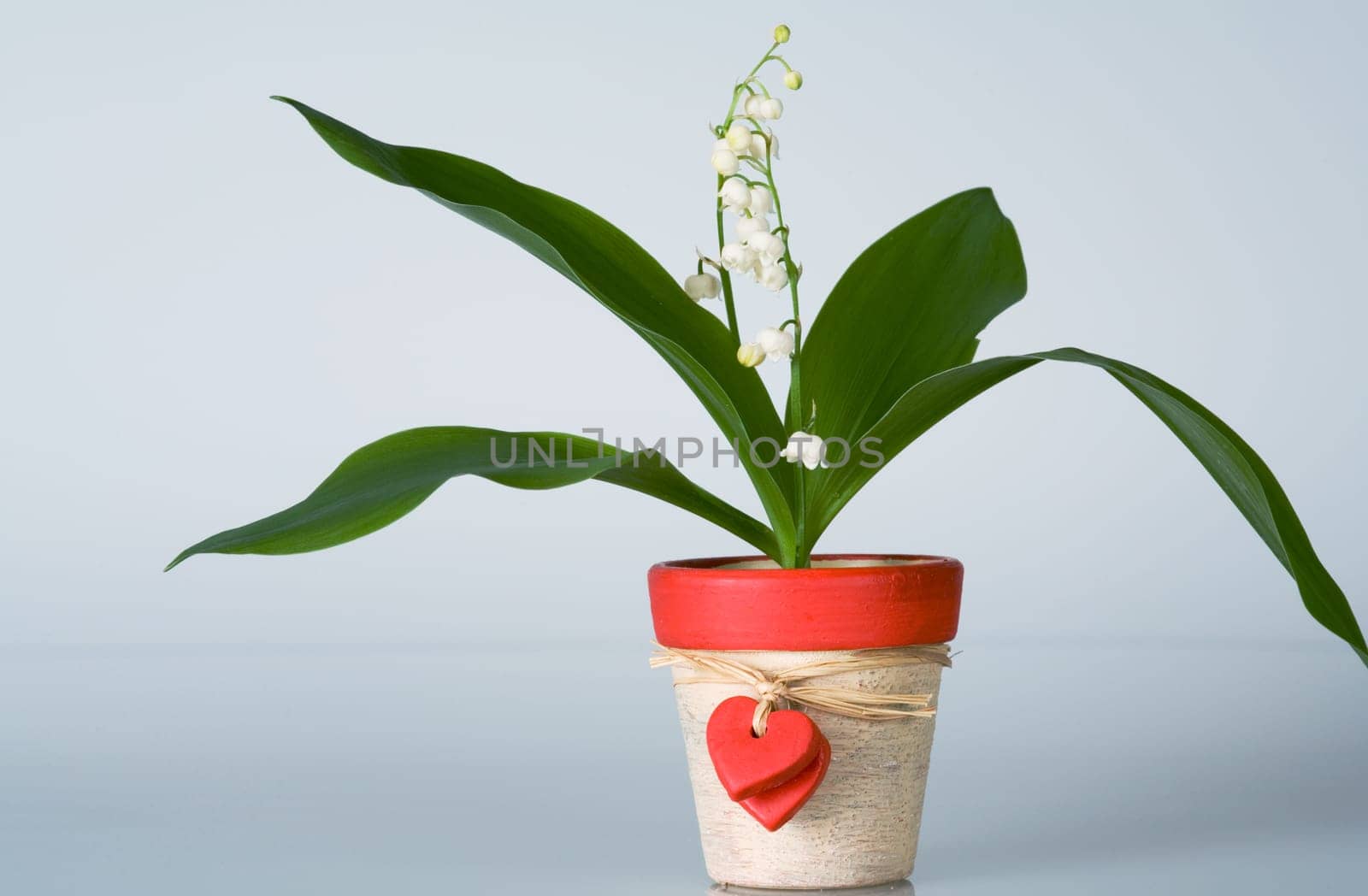 Lily of the valley in a flower pot with hearts on it as a loving greeting