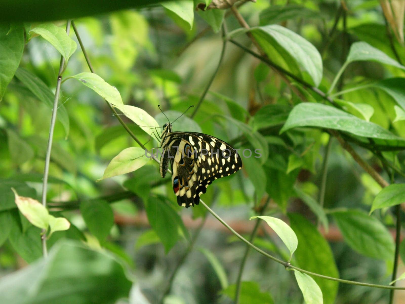 Butterfly